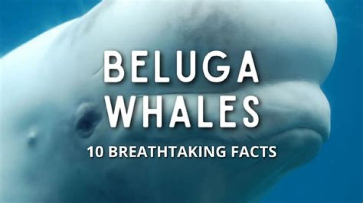 About Beluga