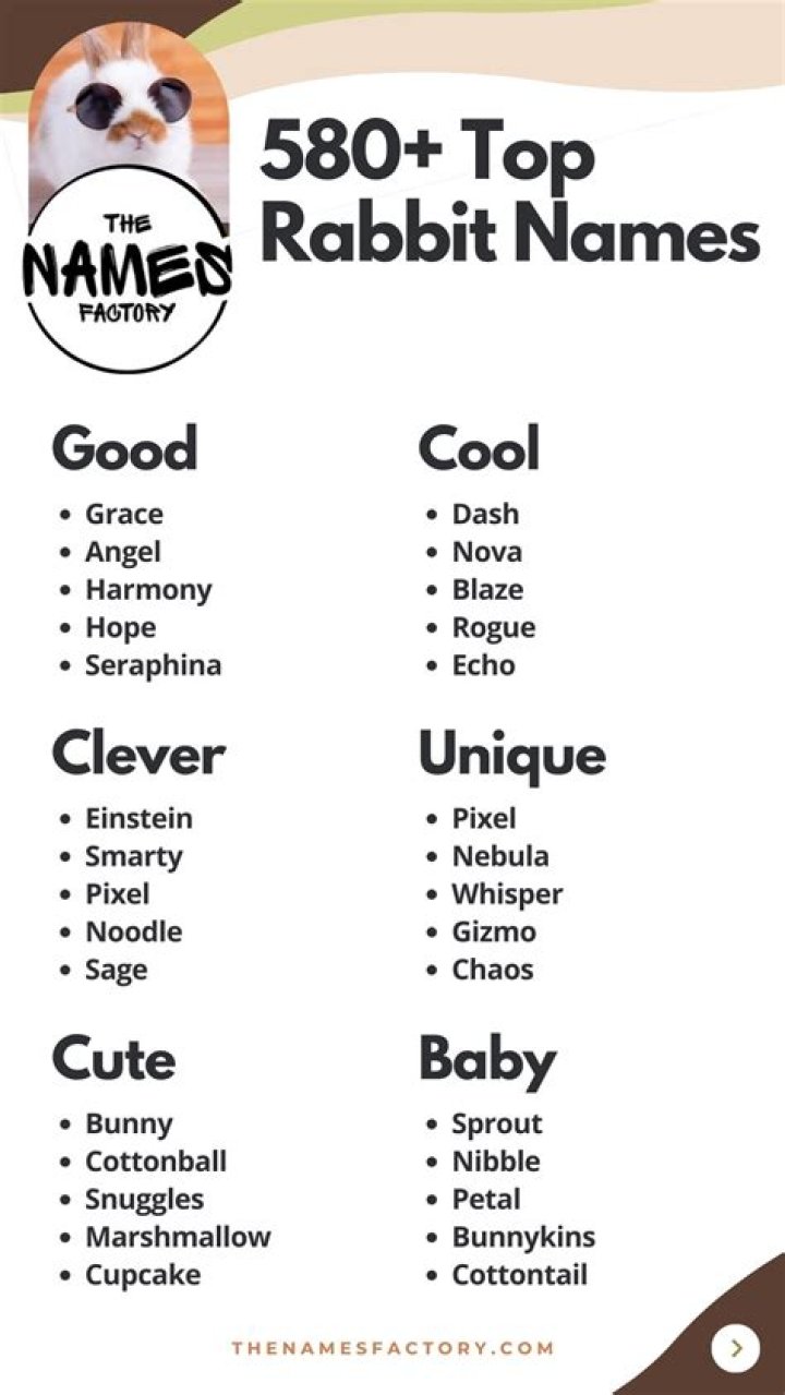 Creative And Fun: The Best Names For Rabbits