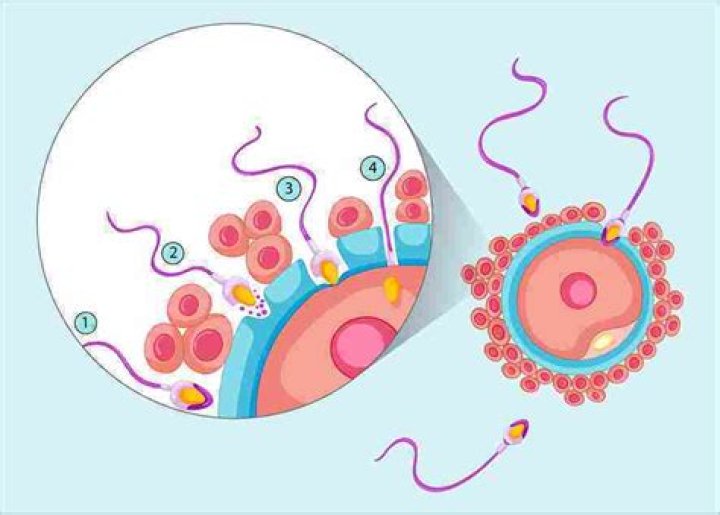 Does Boric Acid Kill Sperm - That You Must Know