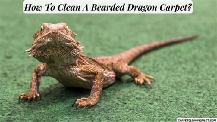 how to clean bearded dragon carpet?