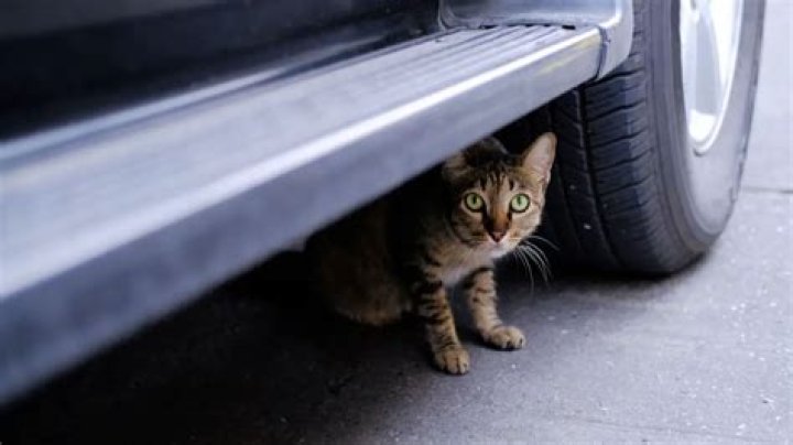 how to get a kitten out from under a car?