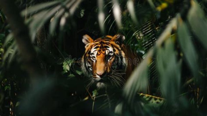 There Is A Tiger Hiding In This Image. Do You See It?